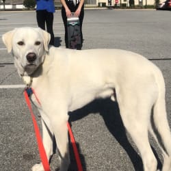 Embark Dog Dna Test Breed