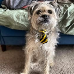 Schnauzer discount pug mix