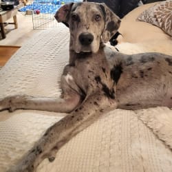Embark Dog DNA Test Breed