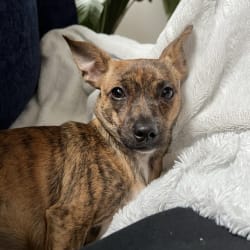 Zuko