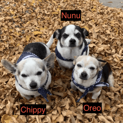 Nunu (+Oreo and Chippy)