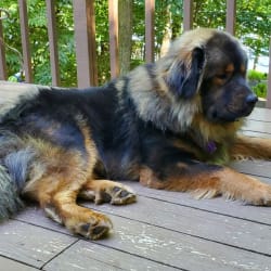 Kodiak