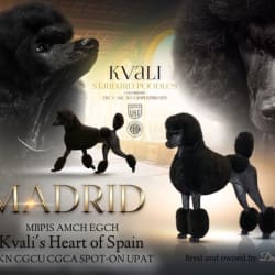 Kvali's Heart Of Spain