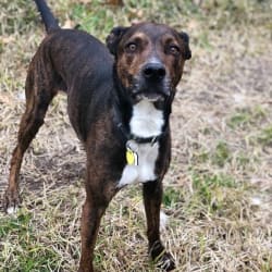 Embark Dog Dna Test Breed