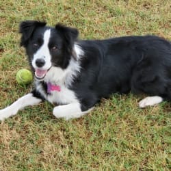 Jbk border collies clearance