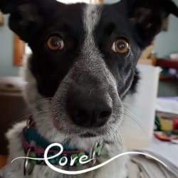 Mcnab blue heeler deals