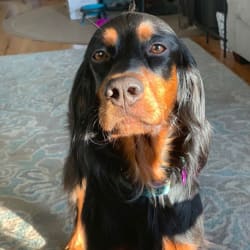 Gordon Setters Dog Breed Info Photos Common Names And More Embarkvet