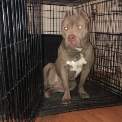 HS ELITE BULLYS TEALLY