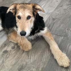 mezcla de laboratorio airedale terrier