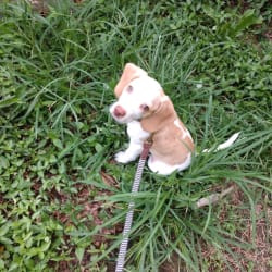 Beagles Dog Breed Info Photos Common Names And More Embarkvet