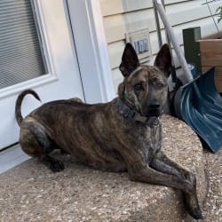 Thai ridgeback shop brindle