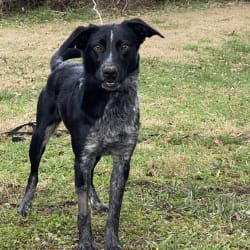 Embark Dog DNA Test Breed