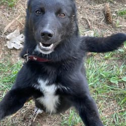Canaan lab mix outlet
