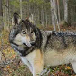 Nordic Wolfdogs Braixen