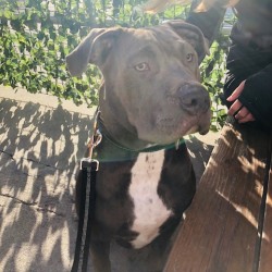 embark dog dna test breed