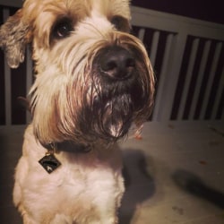 Heartland classics wheatens best sale