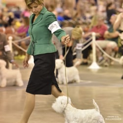 GCH Chalais' Noth'in Sweeter Than Kisses