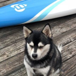 Embark Dog Dna Test Breed