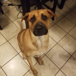 Black mouth deals cur dna test