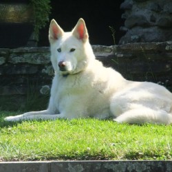 Nanuk