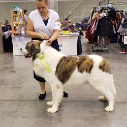 Pyrenean Mastiffs Dog Breed Info Photos Common Names And More Embarkvet