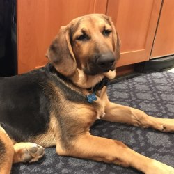 Bloodhound and german shepherd mix outlet