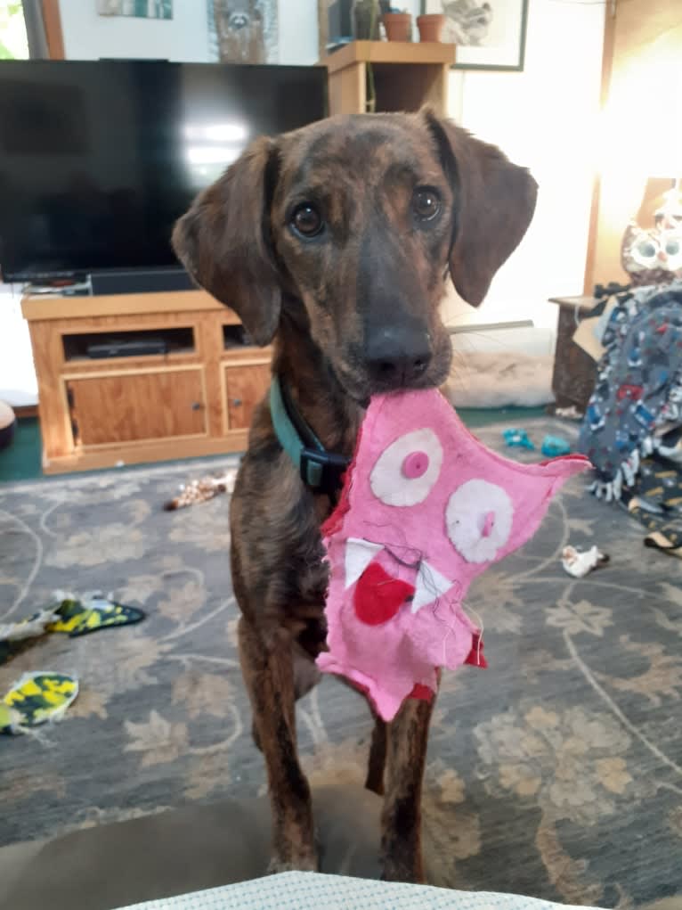 Pheobe, a Catahoula Leopard Dog and American Foxhound mix tested with EmbarkVet.com