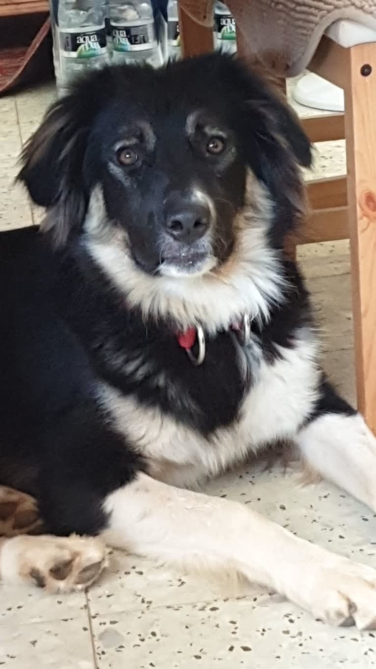 Baloo, an Arabian Village Dog tested with EmbarkVet.com