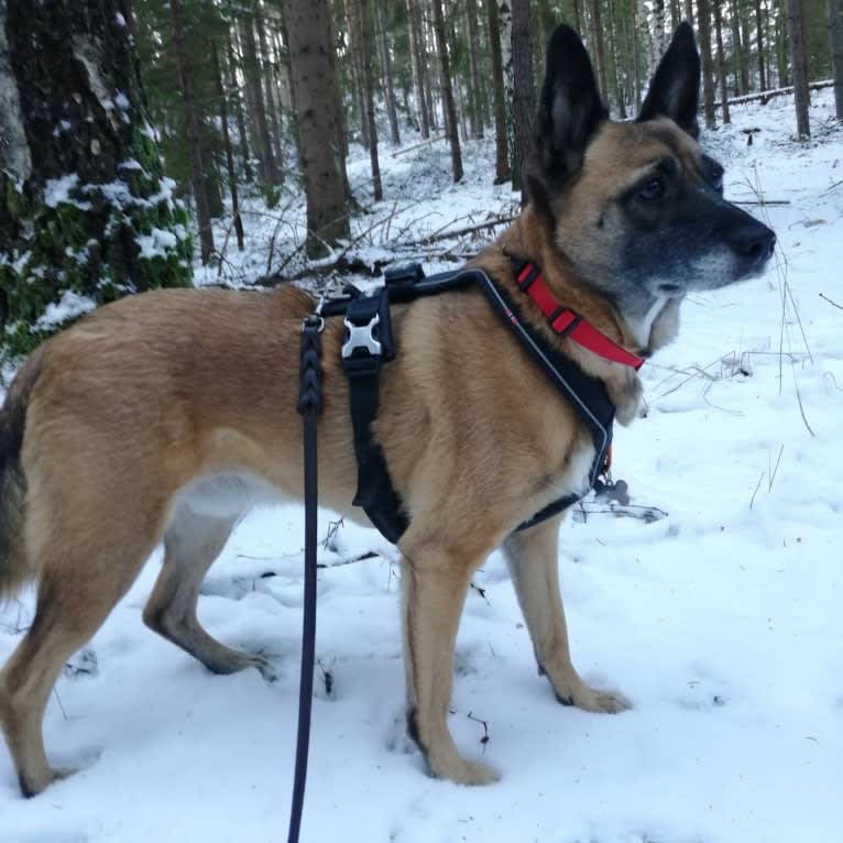 Salvan (fd. Matiz), an Eastern European Village Dog tested with EmbarkVet.com