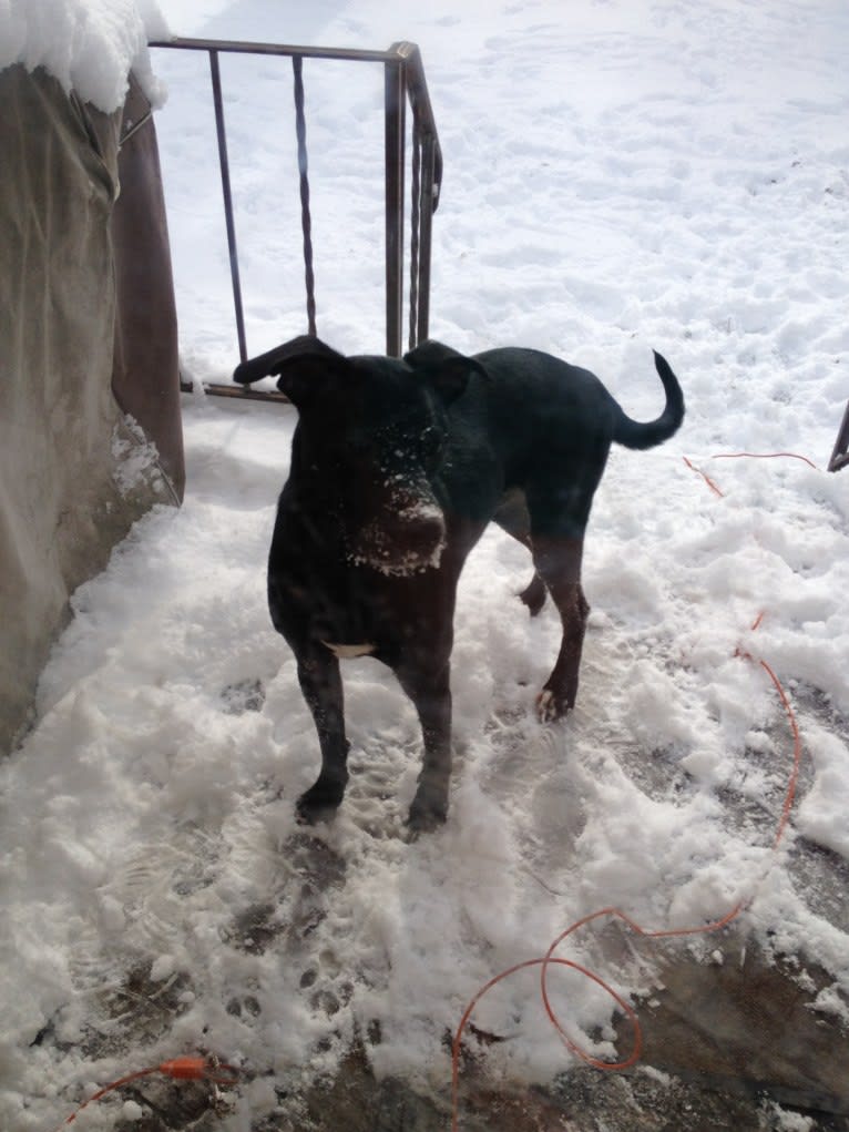 Eski Walters, an American Bulldog and Golden Retriever mix tested with EmbarkVet.com