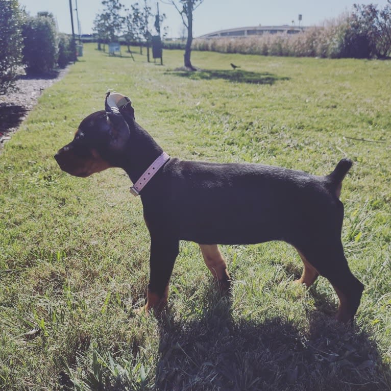 Sappho-raptor, a Doberman Pinscher tested with EmbarkVet.com