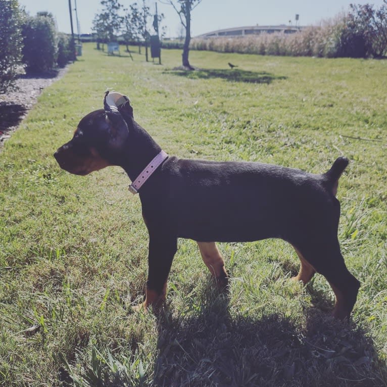 Sappho-raptor, a Doberman Pinscher tested with EmbarkVet.com