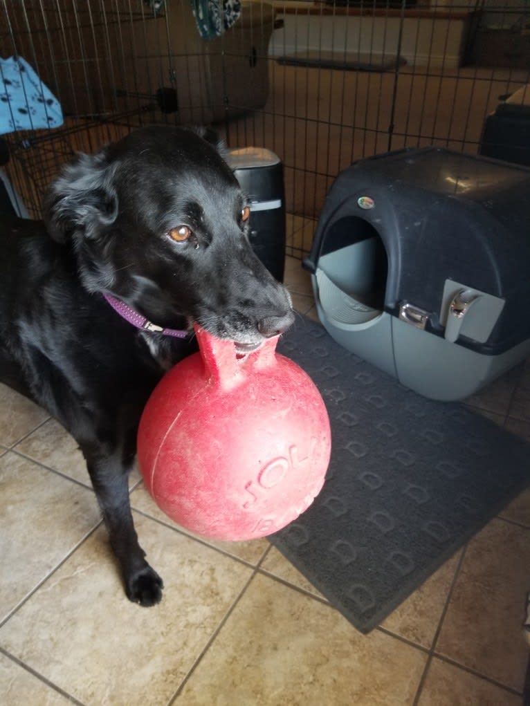 Skye, a Golden Retriever and Australian Cattle Dog mix tested with EmbarkVet.com