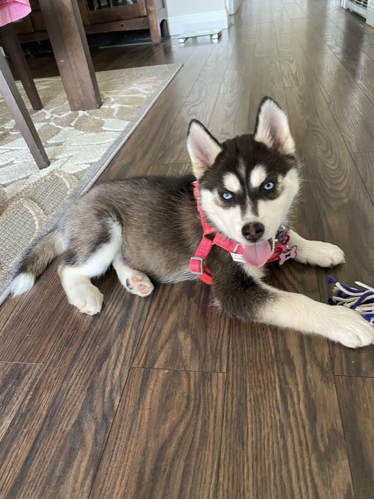 Shasta, a Siberian Husky tested with EmbarkVet.com