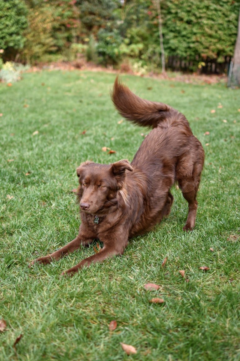 Sequoia, a Siberian Husky and Labrador Retriever mix tested with EmbarkVet.com