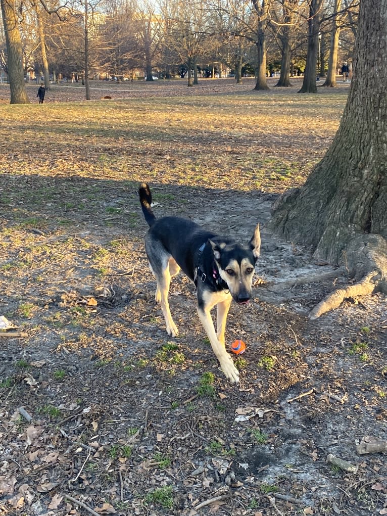 Ripley, a German Shepherd Dog and Great Pyrenees mix tested with EmbarkVet.com