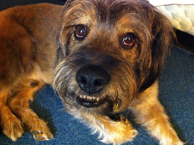 Fergus, a Rottweiler and Golden Retriever mix tested with EmbarkVet.com