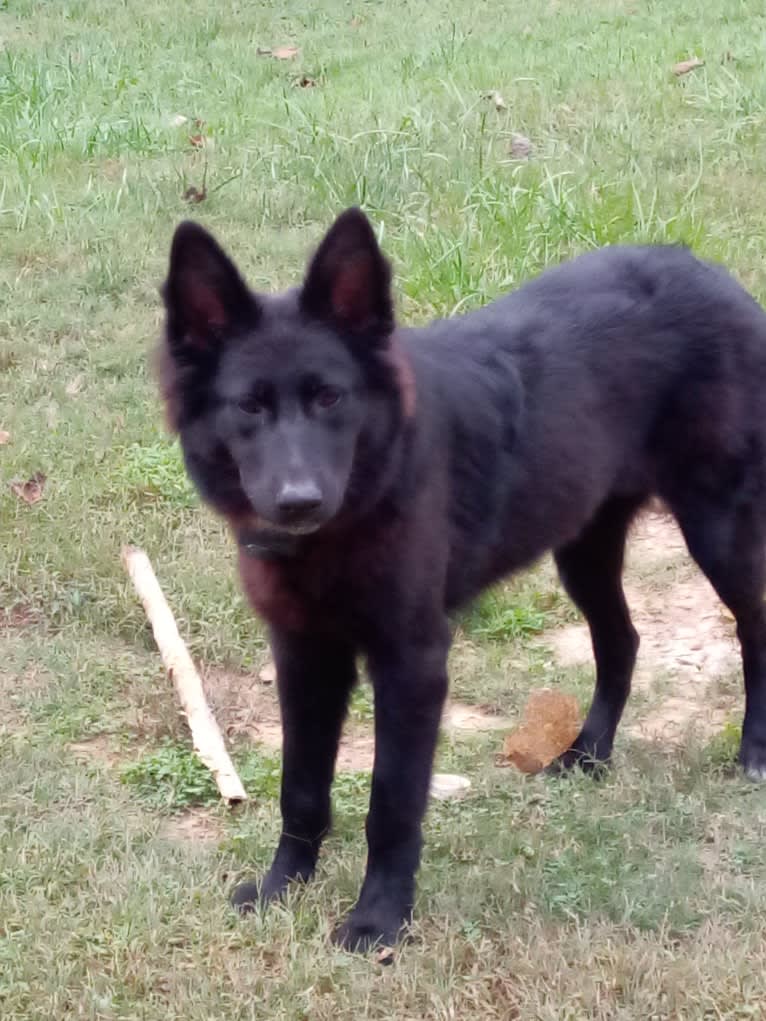 Dixie, a German Shepherd Dog and Australian Shepherd mix tested with EmbarkVet.com