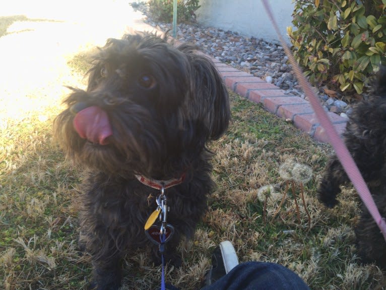 Homey, a Poodle (Small) and Silky Terrier mix tested with EmbarkVet.com