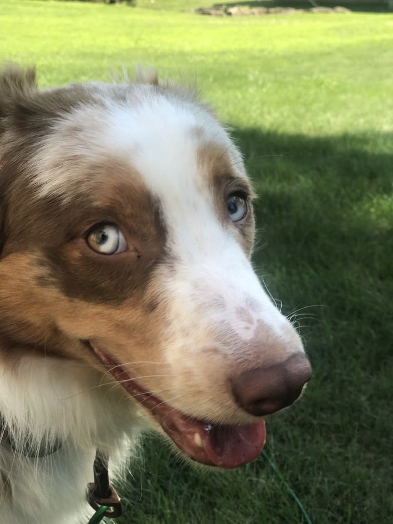 Harrison, an Australian Shepherd and Border Collie mix tested with EmbarkVet.com