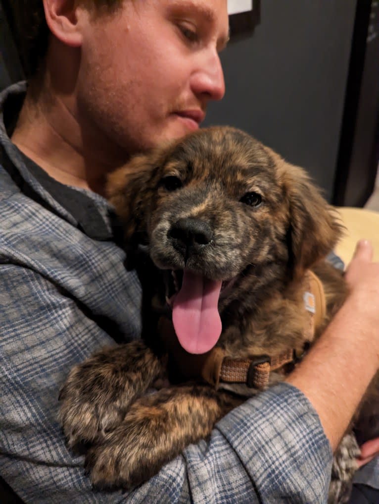 Rudder, a Labrador Retriever and Chow Chow mix tested with EmbarkVet.com