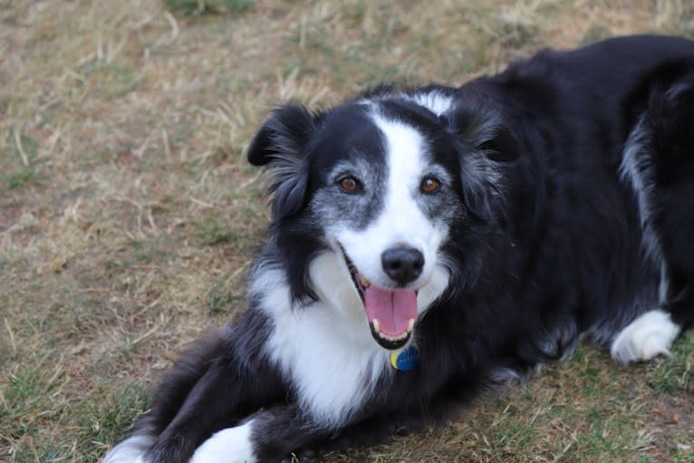 Larry, an English Shepherd and Australian Cattle Dog mix tested with EmbarkVet.com