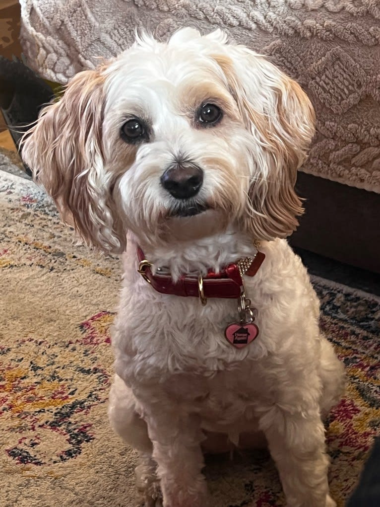 Trysta Belle, a Cockapoo tested with EmbarkVet.com