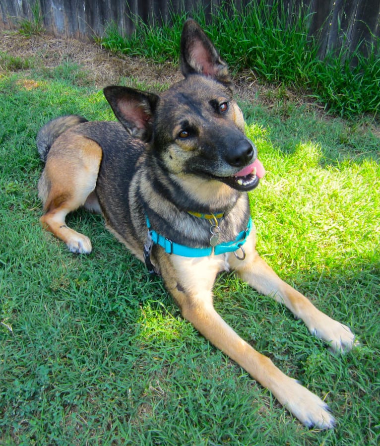 Halo, a Belgian Malinois and Siberian Husky mix tested with EmbarkVet.com
