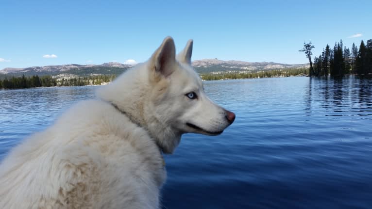 Meeshka, a Siberian Husky tested with EmbarkVet.com