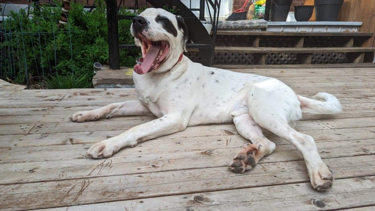 Charlie Boy, a Saint Bernard and American Pit Bull Terrier mix tested with EmbarkVet.com