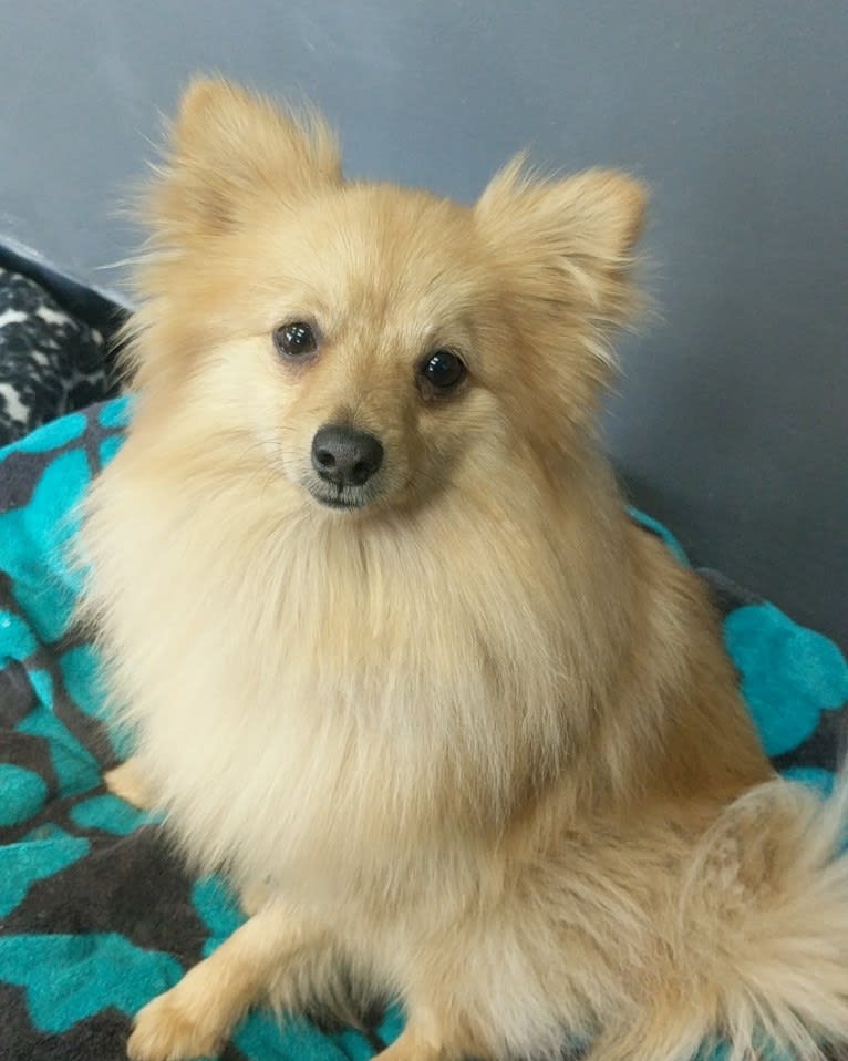 Luther, a Pomeranian tested with EmbarkVet.com