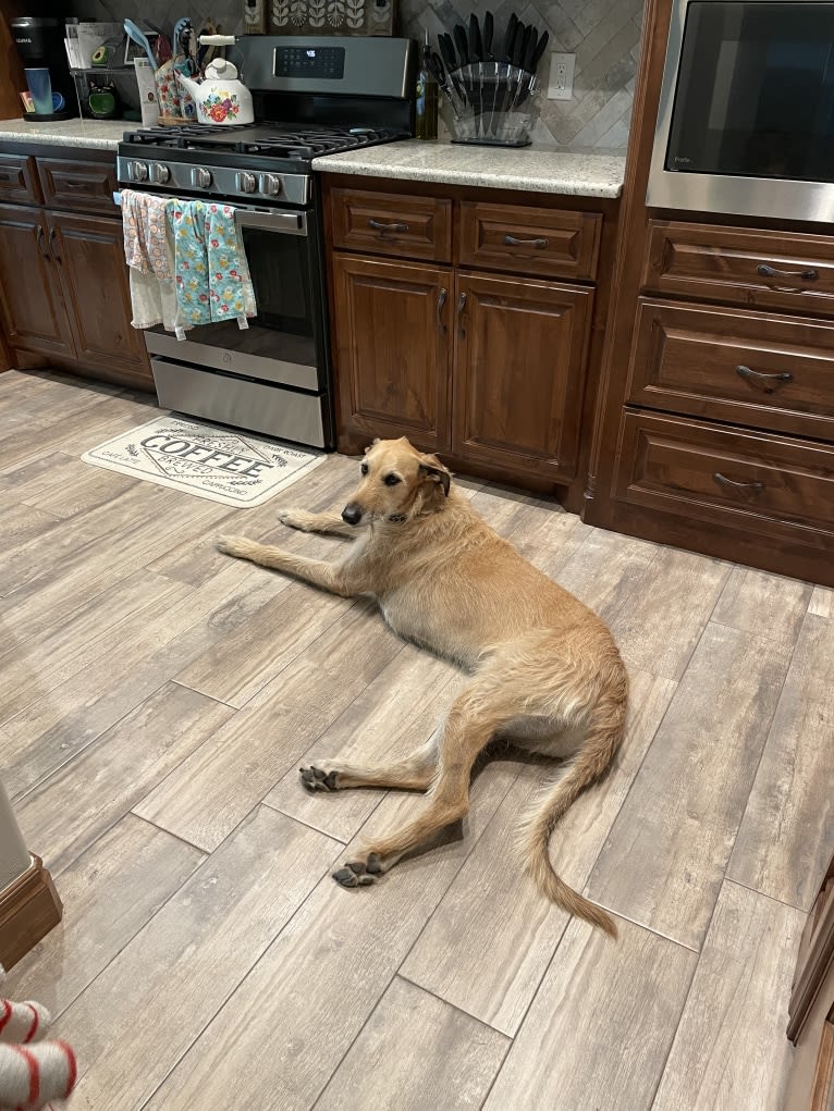 Gregor, a Greyhound and German Shorthaired Pointer mix tested with EmbarkVet.com