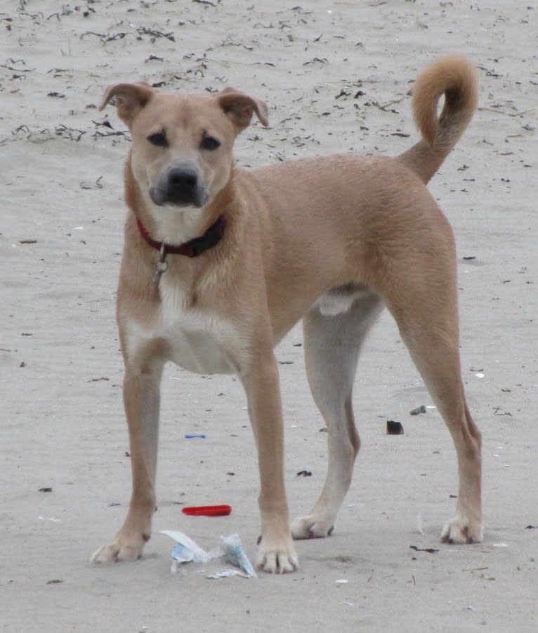 maxx, a Labrador Retriever and Boxer mix tested with EmbarkVet.com