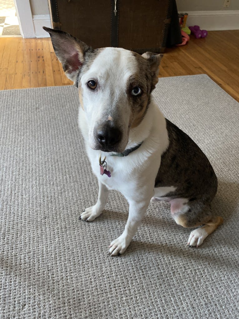 Buoy, an Australian Shepherd and Shetland Sheepdog mix tested with EmbarkVet.com